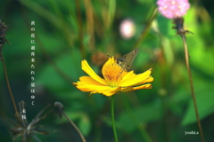 写真句：過客
