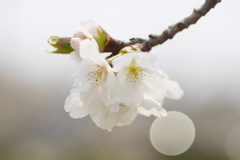 写真掌編：桜の下で 22：夢桜