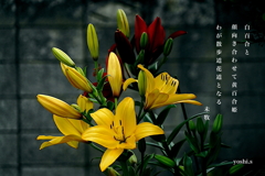 写真歌：道端の花13：黄百合
