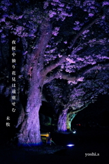 写真句：さくら宇宙公園さくら祭り13：Light up５