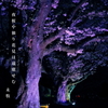 写真句：さくら宇宙公園さくら祭り13：Light up５