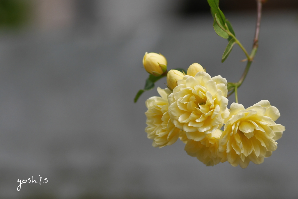 写真指編：木香薔薇３：君想ふ