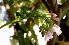 姫たちを護る騎士たちの剣・再び#１