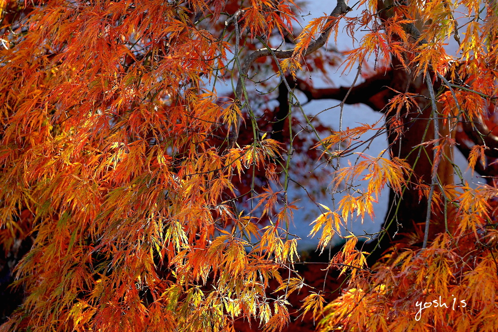 写真句：枝垂れ紅葉