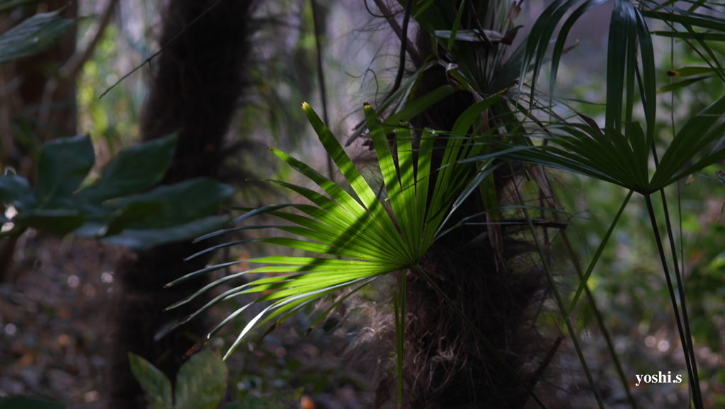 写真歌：安らぎの光：棕櫚（しゅろ）１