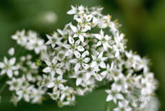 この花、なーんだ？ → ニラの花の宇宙