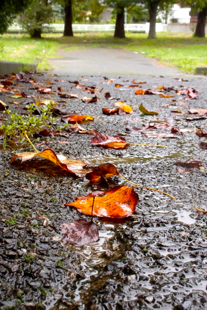 秋の訪れ４：濡れ落ち葉