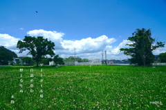 写真句：野のいのち３：白詰め草２