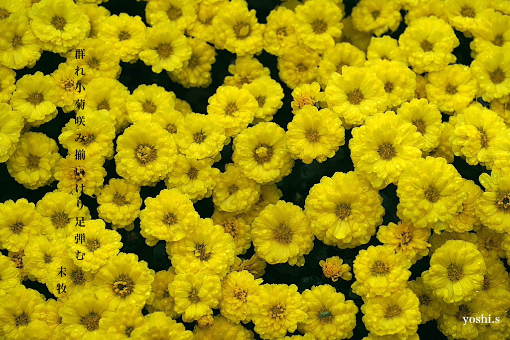 写真句：咲む小菊２題：群れ小菊