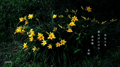 写真句：道端の花23：黄水仙