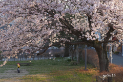 写真掌編：にほひをこせよ29：公園の桜：写真句