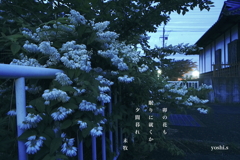 写真句：道端の花７：夕散歩４