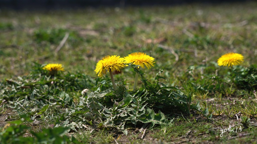 写真句：春の花たち11：地の花６：チュッ！