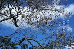 写真エッセイ：ゆりの木