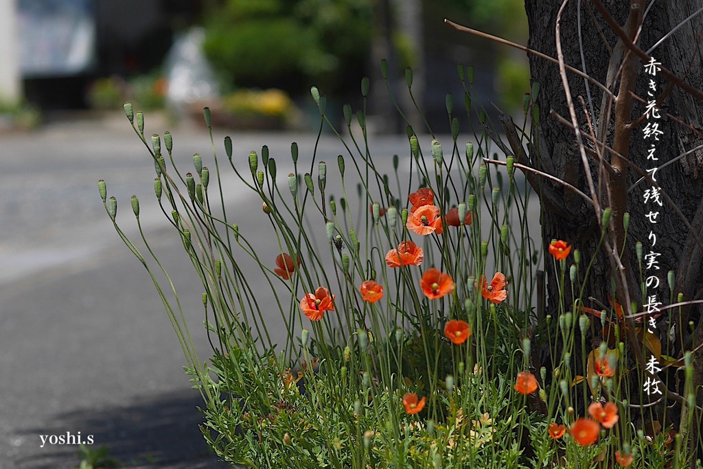 写真句：赤い花、長い実