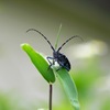 写真句：写真掌編：好奇心２