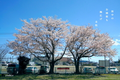 写真句：踊る桜：NTW613