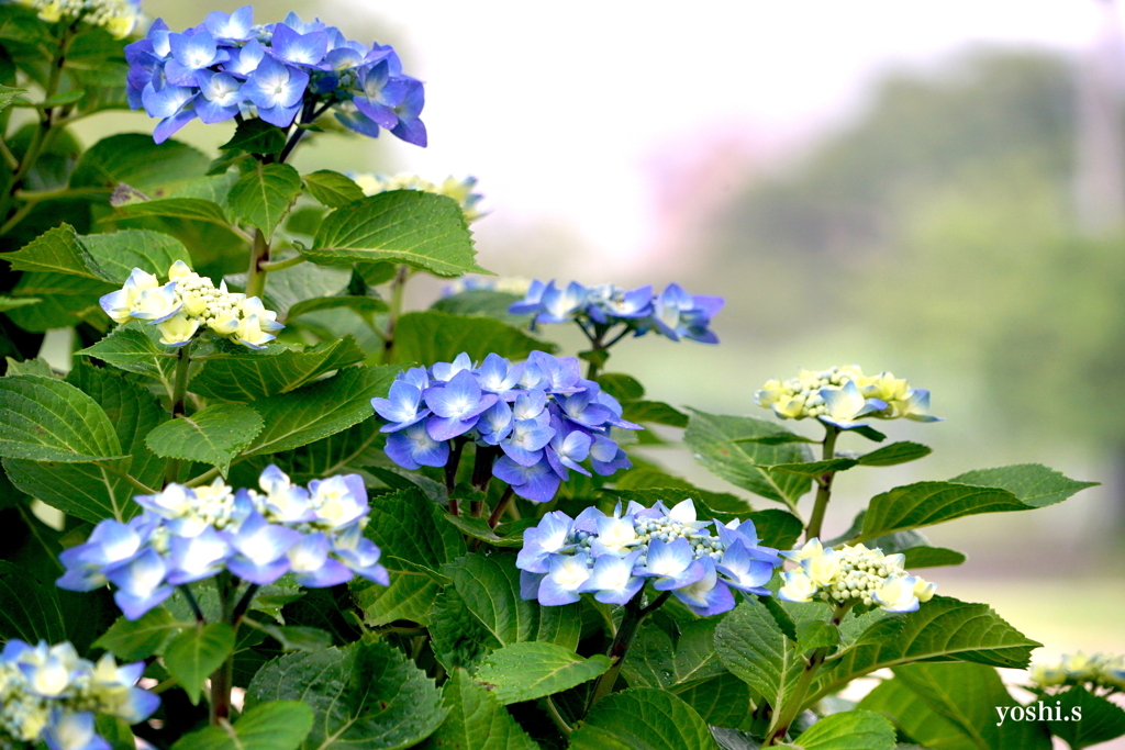 写真エッセイ：紫陽花の季節