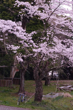 桜の下の相棒
