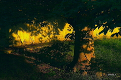 公園の光と影２：夕日影