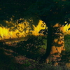 公園の光と影２：夕日影