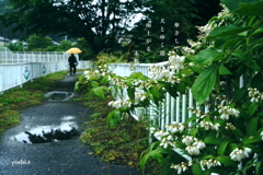 写真句：卯の花の道