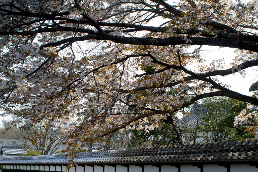 旧家の山桜２（写真歌）