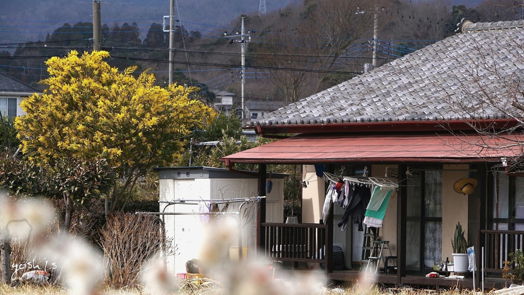 写真句：ミモザと洗濯物