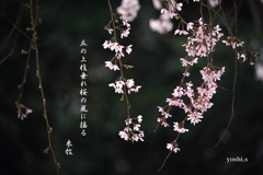 写真句：枝垂れ桜