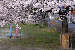写真掌編：桜の下で １：公園の桜２（NTW58-2）