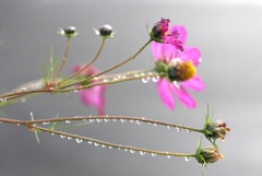 花しずく：写真句