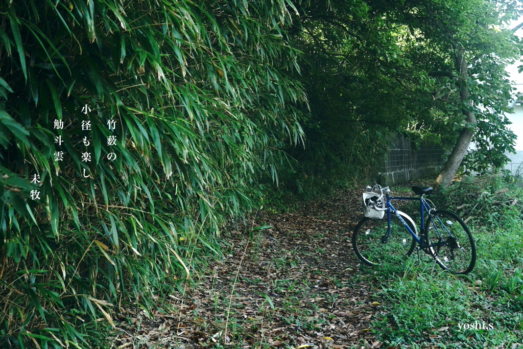 写真句：竹藪の小径