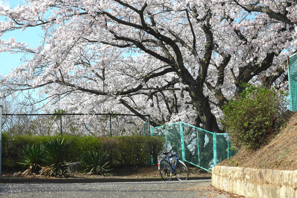 写真掌編：桜の下で ６：高校の桜３