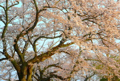 写真句：夕日桜