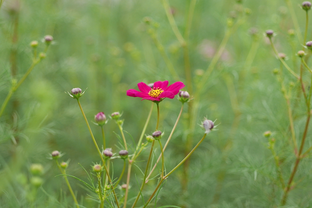 写真歌：先駆けの一花