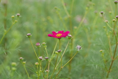 写真歌：先駆けの一花