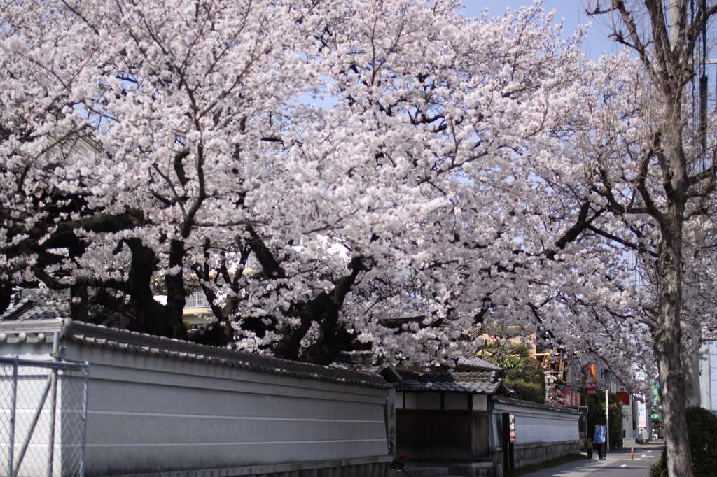 今年もたわわに実りました。