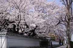 今年もたわわに実りました。