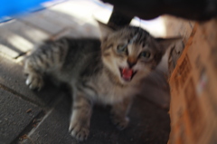 【こっち来んな！】