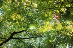 【紅一点】