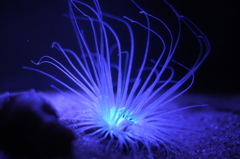 【コイツ、きっと毒もってる】