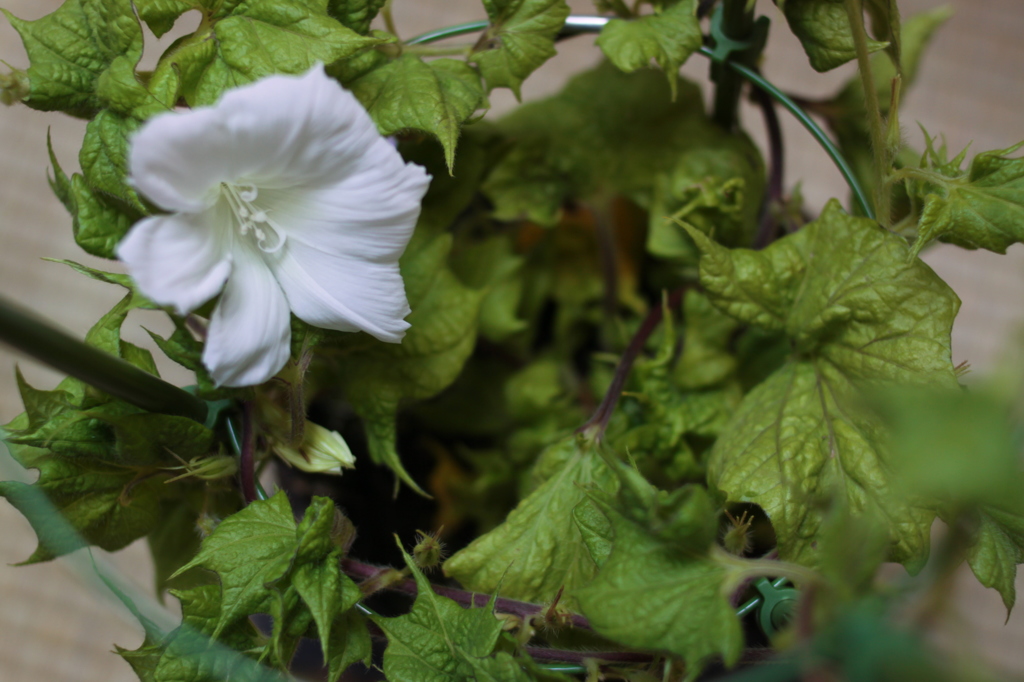 【白ハイビスカス】