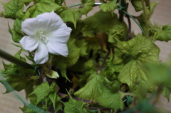 【白ハイビスカス】