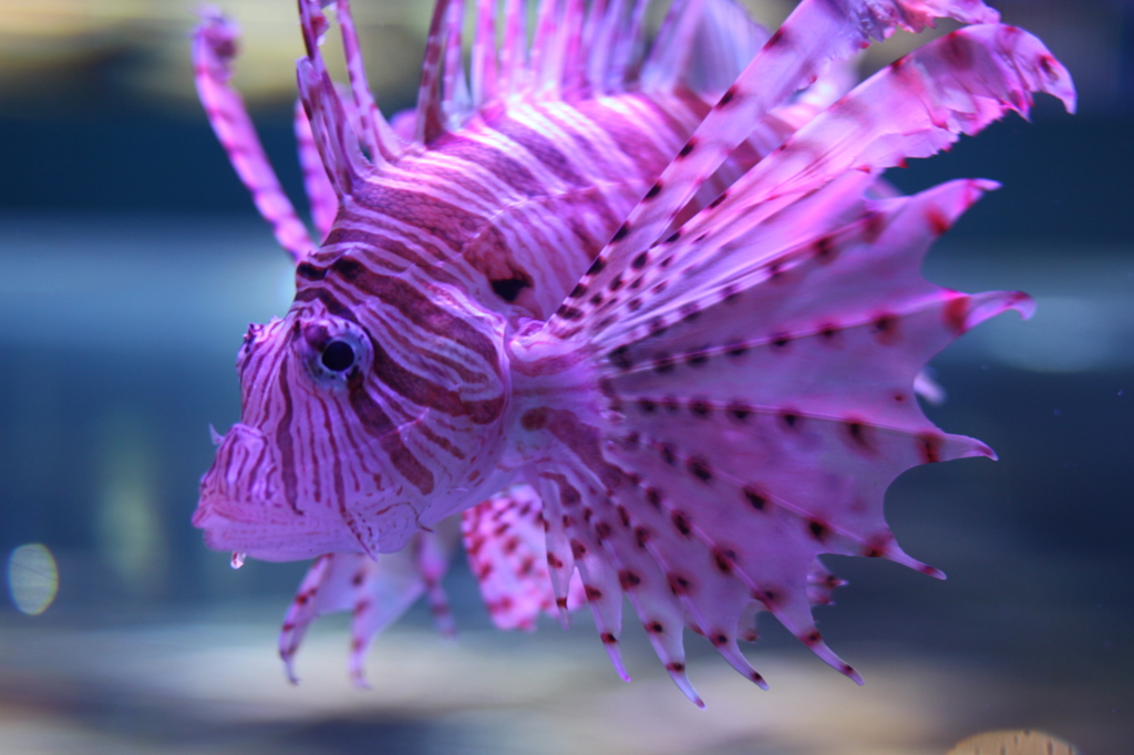 素材がいいとサルでも素敵な写真が撮れるもんだ。