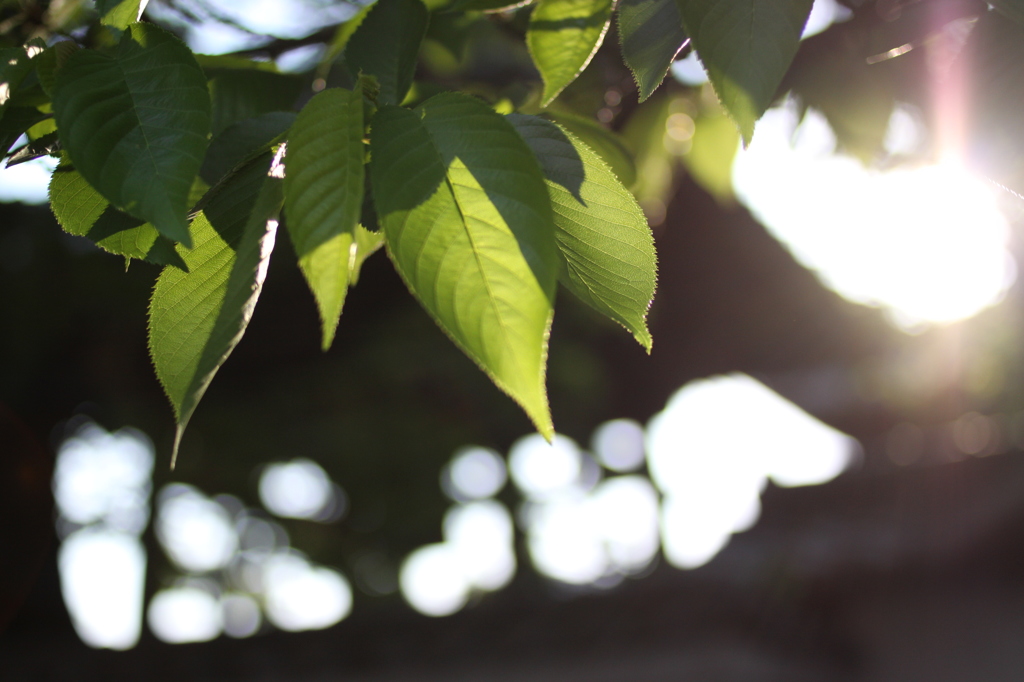 打ち損じた、　両脇の葉っぱにフォーカスが合ってまっとる。　ｻﾞﾝﾈﾝ