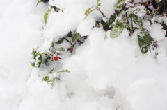 【雪うさぎ】