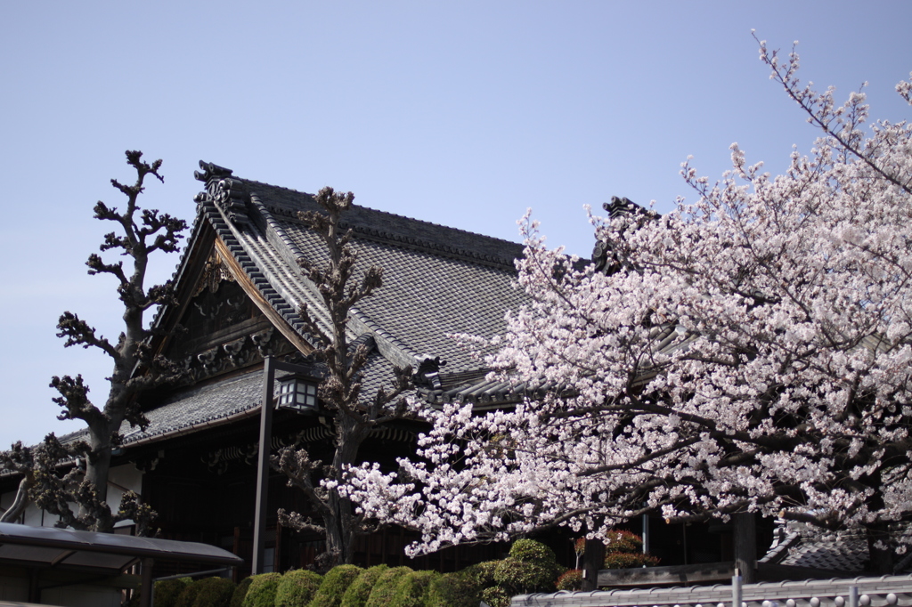 貫禄の屋根と桜