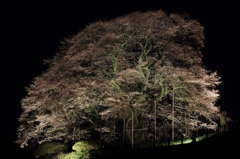 【夜桜】