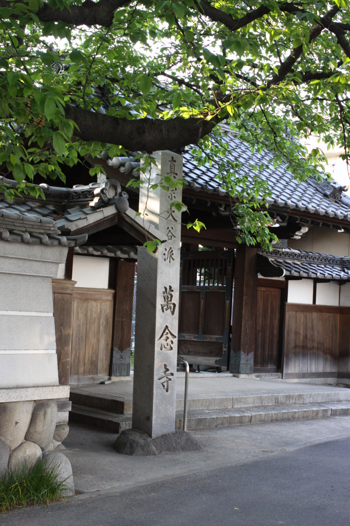 近所のお寺、ここの一本桜は迫力あって好き。　ここの桜の経過観察報告致します。
