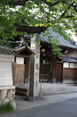 近所のお寺、ここの一本桜は迫力あって好き。　ここの桜の経過観察報告致します。